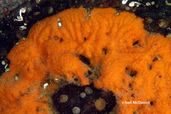 Photo of Lissodendoryx kyma by <a href="http://www.seastarsofthepacificnorthwest.info/">Neil McDaniel</a>